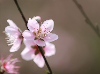 武鳴區(qū)：桃花枝頭春意鬧 踏春賞花醉游人