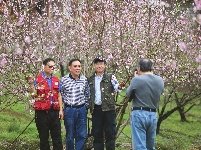 武鳴區(qū)：桃花枝頭春意鬧 踏春賞花醉游人