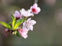 武鳴區(qū)：桃花枝頭春意鬧 踏春賞花醉游人