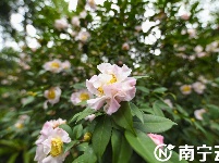 南寧金花茶公園萬株茶花綻放 為春日增添