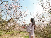 武鳴區(qū)：桃花枝頭春意鬧 踏春賞花醉游人