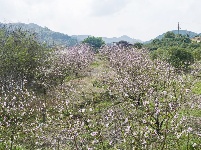 武鳴區(qū)：桃花枝頭春意鬧 踏春賞花醉游人