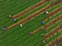 賓陽縣黎塘鎮(zhèn)開啟胡蘿卜豐收模式