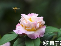 南寧金花茶公園萬株茶花綻放 為春日增添