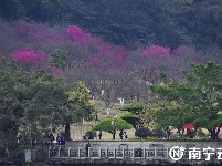 快來和春天撞個(gè)滿懷！2023年南寧市“四季花展”第一季度櫻花展開幕