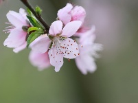 武鳴區(qū)：桃花枝頭春意鬧 踏春賞花醉游人