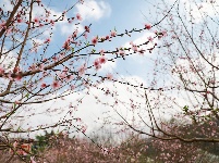 武鳴區(qū)：桃花枝頭春意鬧 踏春賞花醉游人