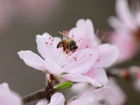 武鳴區(qū)：桃花枝頭春意鬧 踏春賞花醉游人