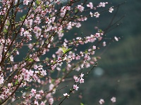 武鳴區(qū)：桃花枝頭春意鬧 踏春賞花醉游人