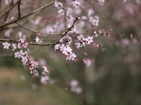 武鳴區(qū)：桃花枝頭春意鬧 踏春賞花醉游人