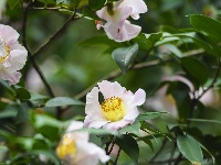 南寧金花茶公園萬株茶花綻放 為春日增添