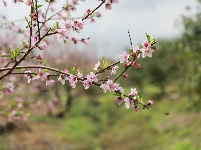 武鳴區(qū)：桃花枝頭春意鬧 踏春賞花醉游人