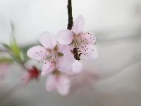 武鳴區(qū)：桃花枝頭春意鬧 踏春賞花醉游人