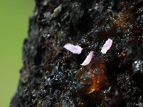 武鳴區(qū)：桃花枝頭春意鬧 踏春賞花醉游人