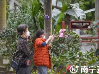 南寧金花茶公園萬株茶花綻放 為春日增添