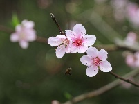 武鳴區(qū)：桃花枝頭春意鬧 踏春賞花醉游人