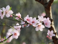 武鳴區(qū)：桃花枝頭春意鬧 踏春賞花醉游人