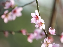 武鳴區(qū)：桃花枝頭春意鬧 踏春賞花醉游人