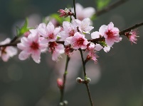 武鳴區(qū)：桃花枝頭春意鬧 踏春賞花醉游人