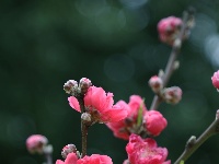 廣西—東盟經(jīng)開區(qū)大帽山公園桃花嬌艷盛開