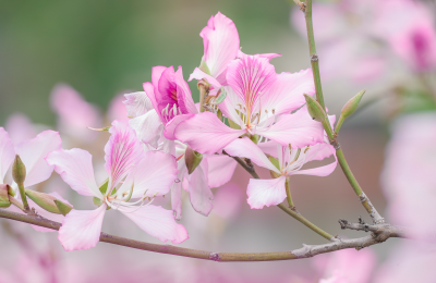 南寧市江南區(qū)：百花爭艷滿城香