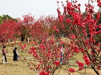 廣西—東盟經(jīng)開(kāi)區(qū)大帽山公園桃花嬌艷盛開(kāi)