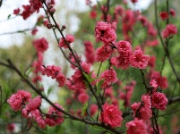 廣西—東盟經(jīng)開區(qū)大帽山公園桃花嬌艷盛開