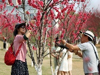 廣西—東盟經(jīng)開區(qū)大帽山公園桃花嬌艷盛開