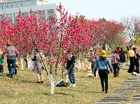 廣西—東盟經(jīng)開(kāi)區(qū)大帽山公園桃花嬌艷盛開(kāi)