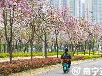 南寧：紫荊花開春色美 浪漫“花路”惹人醉