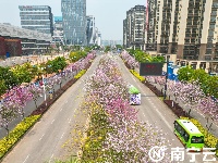 南寧：紫荊花開春色美 浪漫“花路”惹人醉