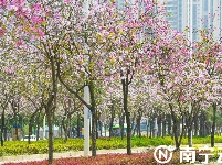 南寧：紫荊花開春色美 浪漫“花路”惹人醉