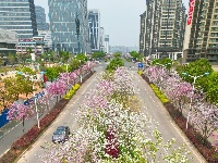 南寧：紫荊花開春色美 浪漫“花路”惹人醉