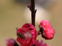 廣西—東盟經(jīng)開(kāi)區(qū)大帽山公園桃花嬌艷盛開(kāi)