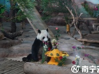 南寧動物園舉辦大熊貓生日會 “績美”“績蘭”7周歲了！