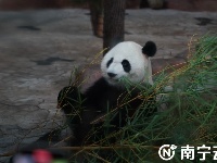 南寧動(dòng)物園舉辦大熊貓生日會(huì) “績(jī)美”“績(jī)蘭”7周歲了！