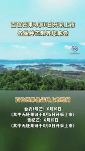 百色芒果6月10日開采上市，各品種芒果等您來嘗