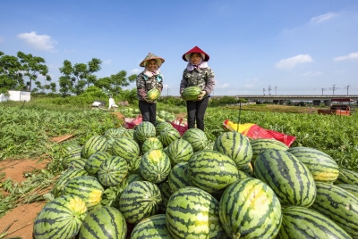 廣西賓陽：瓜果飄香迎豐收