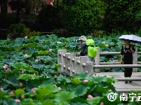 荷花盛開 美在當(dāng)夏