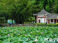 荷花盛開 美在當(dāng)夏