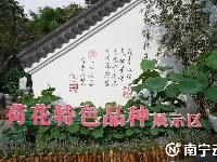 看表演賞荷花 2023年青秀山水生花卉觀賞季精彩紛呈