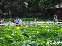 荷花盛開 美在當(dāng)夏