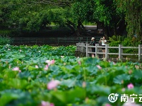 荷花盛開 美在當(dāng)夏