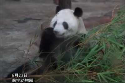 太萌了！南寧動物園舉辦大熊貓生日會
