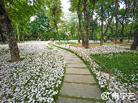 雨過天晴 這片花田散發(fā)著“初戀”的清香