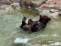 西瓜、冰棍、冰床、冰水浴……南寧動物園的動物們上演“花式避暑”