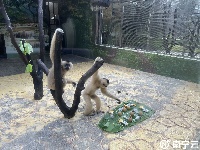 西瓜、冰棍、冰床、冰水浴……南寧動物園的動物們上演“花式避暑”