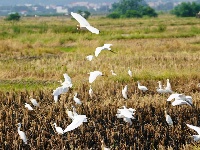 賓陽(yáng)縣：白鷺翩翩伴農(nóng)耕 人鳥(niǎo)和諧生態(tài)美