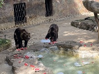 西瓜、冰棍、冰床、冰水浴……南寧動物園的動物們上演“花式避暑”