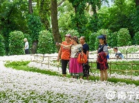 雨過天晴 這片花田散發(fā)著“初戀”的清香